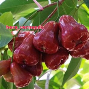 BIBIT JAMBU AIR KING CITRA