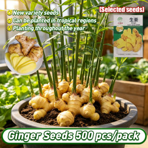 [Selected Seeds] 500pcs/pack Authentic Ginger Seeds for planting Fresh Organic Ginger seeds F1 Ginger Seeds Vegetable Seeds for Gardening Veggie Potted Seedlings Ginger seeds for cooking ginger plant seeds Yellow Ginger Seeds Ginger Seeds philippines