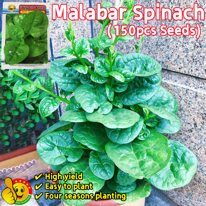 100% Original Green Malabar Spinach Seeds for Sale (Fresh 150pcs Seeds ...
