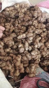 2kg gừng tím gừng đen loại đậm đen lâu năm