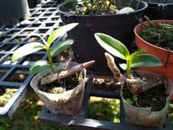 S%E1%BA%A3n%20Ph%E1%BA%A9m%20Hoa%20lan%20tr%E1%BA%A7m%20thanh%20c%E1%BB%A7i%20(%20c%C3%A2y%20to%20kh%E1%BB%8Fe,b%E1%BB%99%20r%E1%BB%85%20%C4%91%E1%BA%B9p)%20-%20Image%203