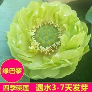 【HOT SALE】50pcs New bowl lotus  Benih lotus mangkuk/Buy one get one new product bowl lotus seeds hydroponic pott