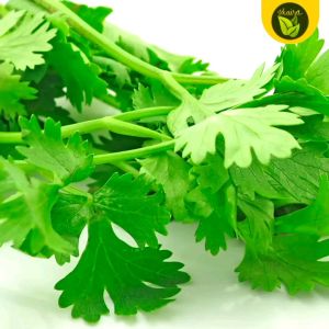 100 seeds for planting binhi coriander herbs and spices in cooking