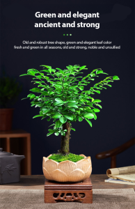 Rare Small Leaf Mahogany Seeds Zen Rosewood Rare Zen Seeds