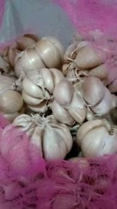 ( 1kg ) BAWANG PUTIH BERSIH