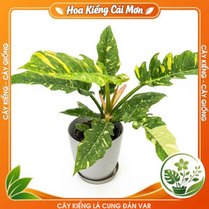 Cây Kiểng Lá Cung Đàn Var - Cây Cảnh Đẹp Sang Trọng Dễ Trồng Trang Trí Nhà Cửa Ban Công Sân Vườn Văn Phòng