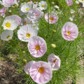 Cosmos Cupcakes and Saucers 20 Seeds Cosmos Bipinnatus Mixed Colors. 