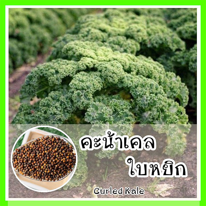 เมล็ดพันธุ์คะน้าเคลใบหยิก OP แท้ นำเข้า