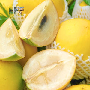 1 Thùng 6Kg Vú Sữa Hoàng Kim Tiền Giang Eco FloFo Đạt Chuẩn VietGAP (Chỉ Bán Hàng Loại A+ Được Tuyển Chọn Để Xuất Khẩu)
