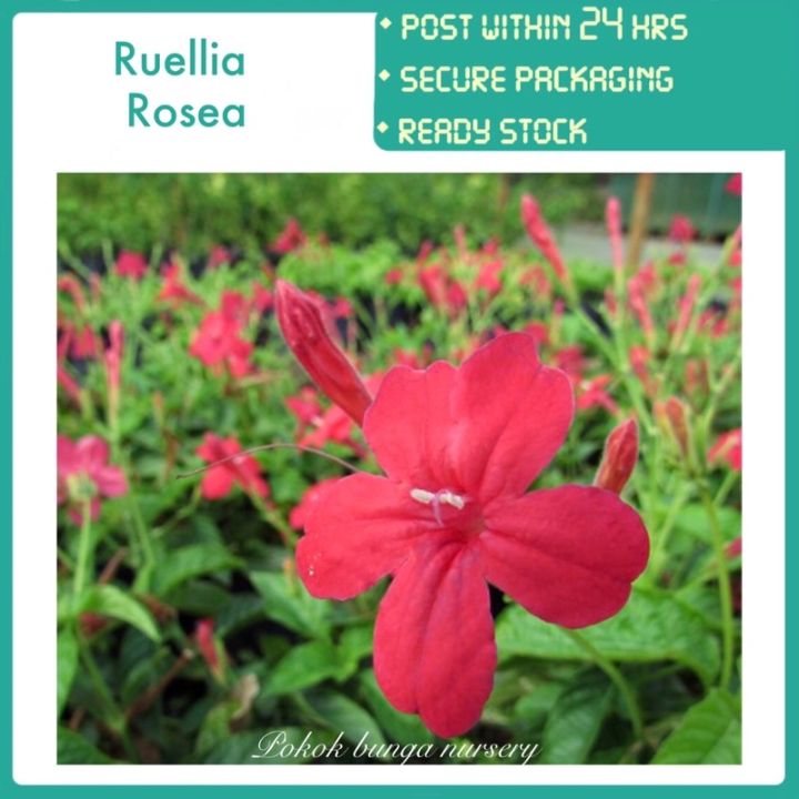 PBN - ruellia rosea - pokok bunga nursery real live outdoor plant tanaman hias luar red flower garden kebun landscape
