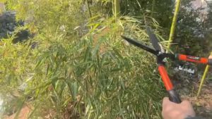 JLD Hedge Shears Grass Scissors Cutter 53CM Large Rubber Handle Branch Fence Garden Pruning Tools