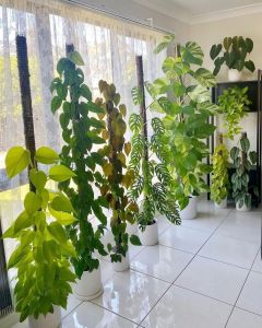 PVC- Based Coco-Pole Plants Pole Plants Support  Plants stick PVC Cocopole