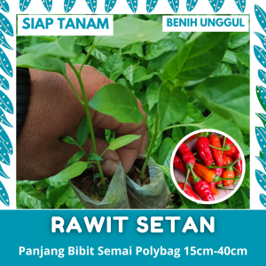 BENIH SEMAI: 50 BATANG BIBIT CABE RAWIT SETAN SIAP TANAM