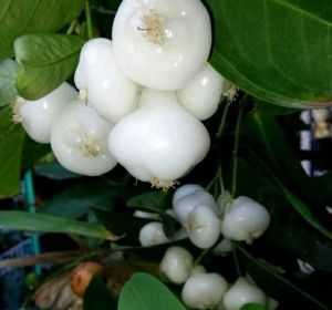 Bibit Tanaman Jambu Air Putih Manis