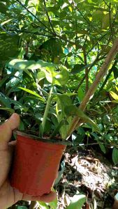 Monstera Adonsinii Live Plant: Easy Care Tips & Decorative Foliage