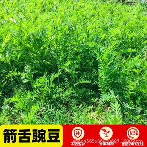 Light Leaf Purple Flower Seed Hairy Raccoon Seed Animal Husbandry Grass Seeds Orchard Green Manure Seed Long Pilose Arrow Tongue Wild Pea Grass Seed