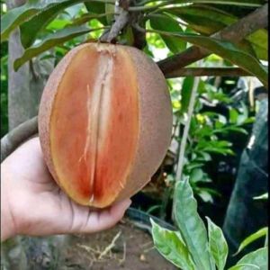 BERBUAH Bibit Buah Sawo Jumbo Kondisi Berbuah tinggi 80-1 meter Sangat Manis