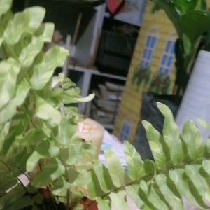fern zebra (variegated Boston Fern)