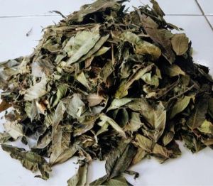 Murah Daun Jati Cina Kering 250 gram / Daun Jati China Kering 250 gram Organik