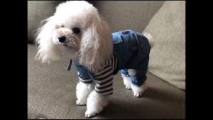 Dog Denim Jumpsuit Costumes CatJean Overalls Clothes For Yorkie Bulldog