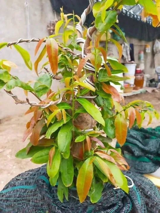 Ph%C3%A2n%20b%C3%B3n%20TH%C3%9AC%20C%C3%82Y%20RA%20%C4%90%E1%BB%8CT/CH%E1%BB%92I,%20RA%20R%E1%BB%84%20KH%E1%BB%8EE%20M%E1%BA%A0NH%20-%20SI%C3%8AU%20BUNG%20%C4%90%E1%BB%8CT%20CHUY%C3%8AN%20MAI%20500ML%20(C%C3%82Y%20KI%E1%BB%82NG)%20-%20Image%207