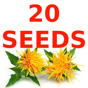 Green House® - Safflower Seeds (40 Seed) for Planting Flower Plants incl. Planting Instruction for Plant