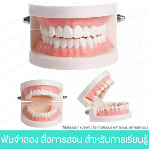 ฟันปลอม ส่งไว โมเดลฟัน Tooth model สื่อการเรียนการสอน ทันตกรรม สัดส่วน 1:1 ใช้ สอนการแปรงฟัน แปรงสีฟัน ใช้เพื่อก