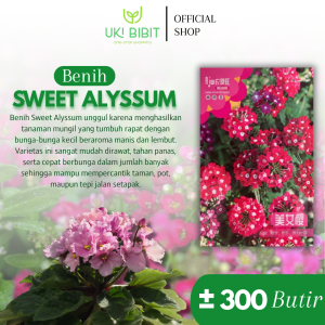 Kemasan Original | Benih Biji Bunga Sweet Alyssum | Alison Flower