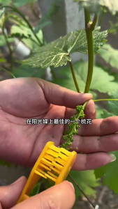 Grape Pruning Clip Thinning Tool Handheld Fruits Grape Bud & Flower Thinning Clip for Farm Gardening Hand Pruner