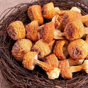 50g姬松茸煮汤炒菜高汤下饭菜