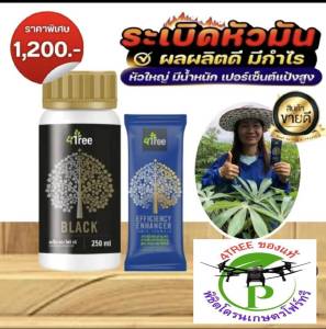ชุดระเบิดหัวมันสำปะหลัง ชุดทดลอง โฟร์ทรี 1 ซอง+แบล็คเล็ก 250ml. 1 ขวด ช่วยเร่งขยายหัว สารเสริมประสิทธิภาพพืชสูตรอิออน ช่วยเพิ่ม%น้ำยาง เพิ่มค่าแป้ง ป้องกันโรครากเน่าโคนเน่า ท่อน้ำเลี้ยงเน่า ป้องกันเชื้อรา เร่งหัวมันสำปะหลัง จากอิสราเอล ของแท้ 100%