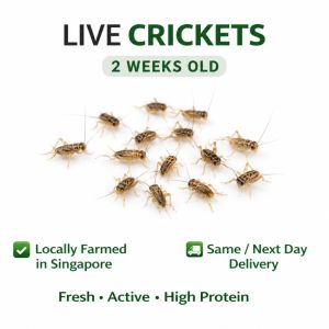 Live weekold Crickets (10-15mm ) Fresh High Protein Feed for Arowana Koi Birds Reptiles Locally Farmed in Singapore Same / Next Day Delivery