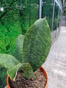Sansevieria Whale Fin Green [REAL PLANT] #supportlocal - **All Plants sold are based on pot size**