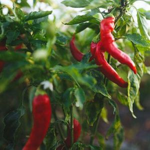 Vegetables Seeds For Planting Gardening