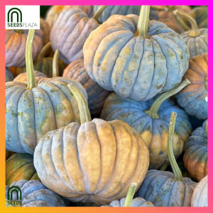 SeedsPLAZA™ - Mini Squash Black Futsu Seeds for Planting Vegetable Plants (20 Seed) Dwarf Kalabasa Pumpkin F1