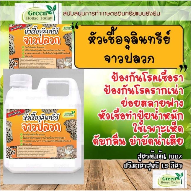 จุลินทรีย์จาวปลวก ตราgreen_house_today ป้องกันเชื้อรา