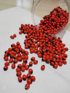 benih biji saga isi 30 butir siap semai