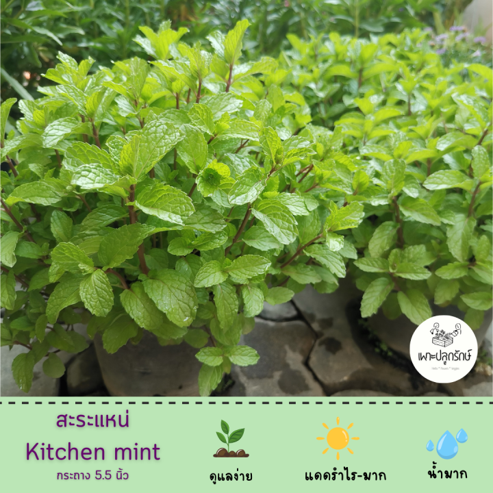 สะระแหน่ Kitchen mint ผักสวนครัวไทย | Lazada.co.th
