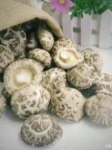 西峡大花菇无根干货农家特产干香菇剪脚冬菇菌菇花蘑菇新货Xixia big mushroom rootless dry goods farmers specialty dry aromayuluoo.my20240927
