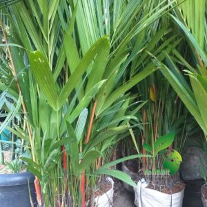 COD bibit tanaman hias palem merah dan kuning - bibit palem kuning - palem merah tanaman hias hidup