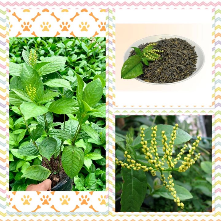 Cây hoa sói ướp trà thơm lừng, cây thuoc dược liệu, cây cảnh