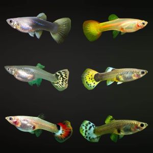 IKAN GUPPY BETINA RANDOM COLOUR 5PCS