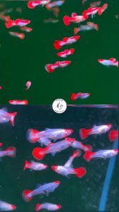 3pairs Red Koi Guppy/ Livefish/ 红头孔雀鱼