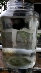 Daun ketapang Laut olahan pekat 30gr