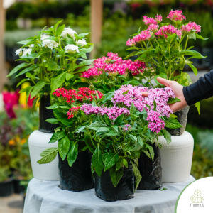 Treeno.9 T352 เข็มอินเดีย (Pentas) มี 5 สี - ถุง 6 นิ้ว / สูง 30-40 ซม. / ไม้ประดับ ไม้ดอก ไม้มงคล (ต้นไม้)