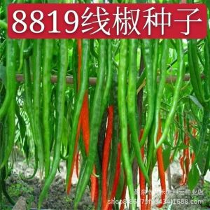 8819 Spicy and ultra-hot dried chili peppers wrinkled-skinned red peppers high-yield line peppers farm-grown field vegetables