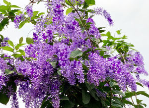 Combo 2  CÂY GIỐNG MAI XANH THÁI 20 - 25CM (Ảnh thật)