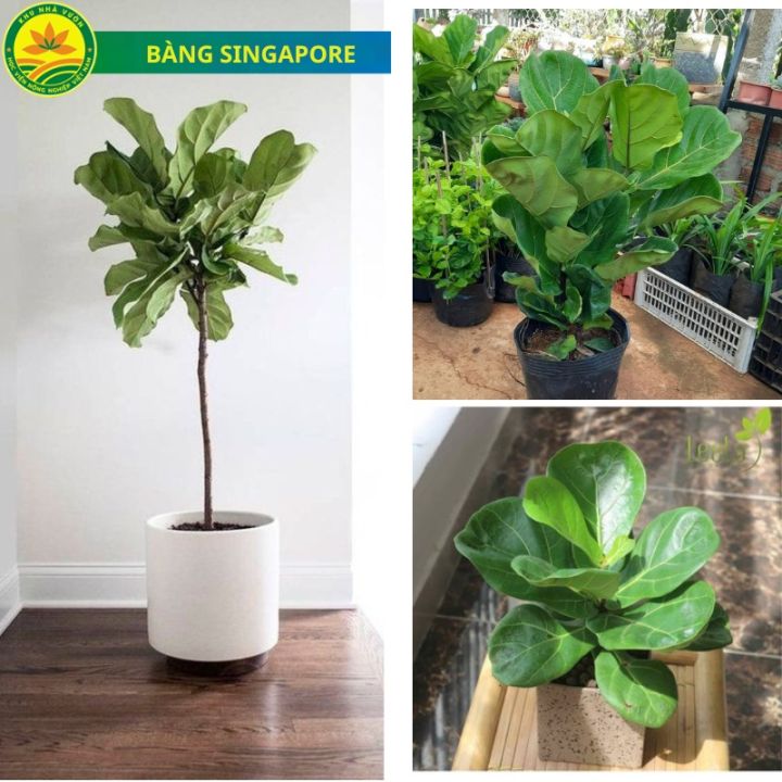 Cây Bàng Singapore hàng Loại 1 lá to, cây khỏe, dễ trồng. Trồng làm ...