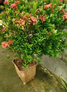 Cây mẫu đơn lâu năm cao 140cm (hàng đẹp)