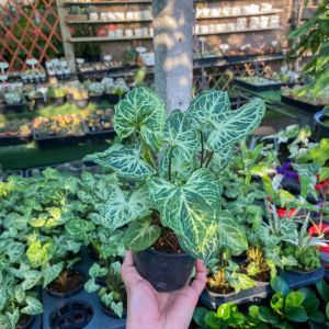 ต้นออมกนกลายไทย ออมบาติก ออมลายกนก พร้อมกระถาง 3 นิ้ว ไม้ตระกูลออม ต้นไม้มงคล ฟอกอากาศ เสริมมงคล เสริมบารมี ต้นไม้ฟอกอากาศ